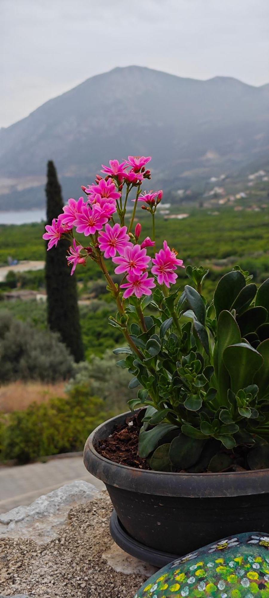 Melissafarm * Epidaurus